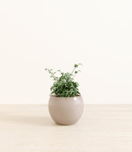 Load image into Gallery viewer, Desert Brown*****Profile