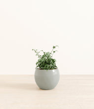 Load image into Gallery viewer, Deep Ocean*****Profile