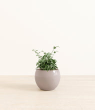 Load image into Gallery viewer, Winter Clouds*****Profile