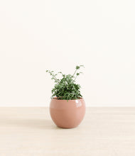 Load image into Gallery viewer, Calm Rose*****Profile