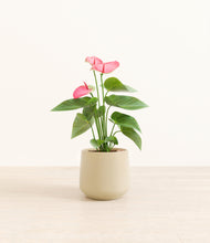 Load image into Gallery viewer, Almond Green*****Profile