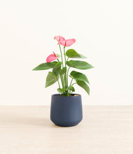 Load image into Gallery viewer, Deep Navy*****Profile