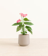 Load image into Gallery viewer, Eternal Gray*****Profile