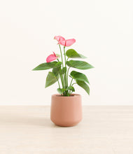 Load image into Gallery viewer, Calm Rose*****Profile