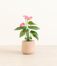 Load image into Gallery viewer, Gentle Pink*****Profile