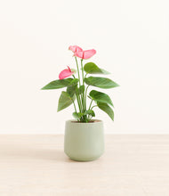 Load image into Gallery viewer, Turquoise*****Profile