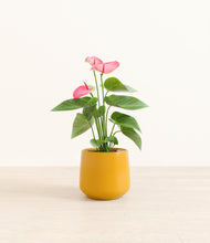 Load image into Gallery viewer, Mustard*****Profile