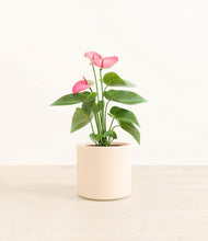 Load image into Gallery viewer, Cream*****Profile