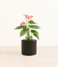 Load image into Gallery viewer, Black*****Profile