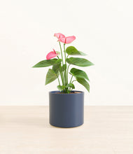 Load image into Gallery viewer, Deep Navy*****Profile