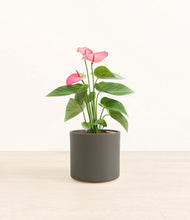 Load image into Gallery viewer, Dark Olive*****Profile