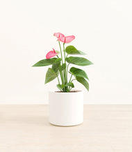 Load image into Gallery viewer, White*****Profile