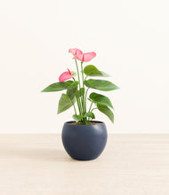 Load image into Gallery viewer, Deep Navy*****Profile