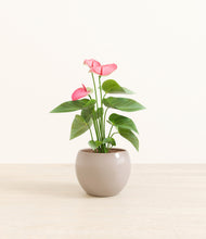 Load image into Gallery viewer, Desert Brown*****Profile