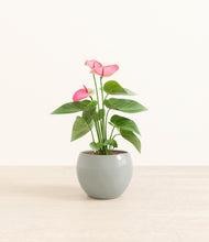 Load image into Gallery viewer, Deep Ocean*****Profile