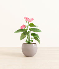 Load image into Gallery viewer, Winter Clouds*****Profile