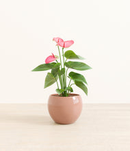 Load image into Gallery viewer, Calm Rose*****Profile