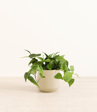 Load image into Gallery viewer, Almond Green*****Profile