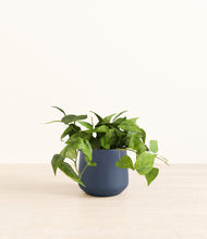 Load image into Gallery viewer, Deep Navy*****Profile