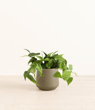 Load image into Gallery viewer, Olive*****Profile