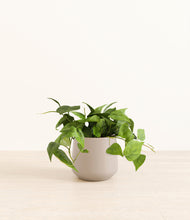 Load image into Gallery viewer, Eternal Gray*****Profile