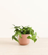 Load image into Gallery viewer, Calm Rose*****Profile