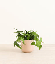 Load image into Gallery viewer, Gentle Pink*****Profile