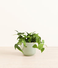 Load image into Gallery viewer, Turquoise*****Profile