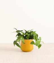 Load image into Gallery viewer, Mustard*****Profile