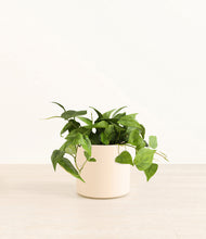 Load image into Gallery viewer, Cream*****Profile