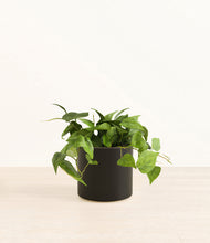 Load image into Gallery viewer, Black*****Profile