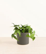 Load image into Gallery viewer, Dark Olive*****Profile