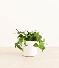 Load image into Gallery viewer, White*****Profile