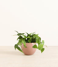 Load image into Gallery viewer, Calm Rose*****Profile