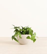 Load image into Gallery viewer, Shiny EggWhite*****Profile