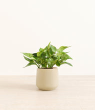 Load image into Gallery viewer, Almond Green*****Profile