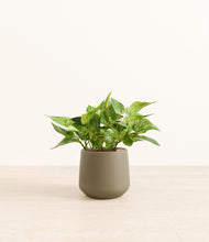 Load image into Gallery viewer, Olive*****Profile