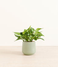 Load image into Gallery viewer, Turquoise*****Profile