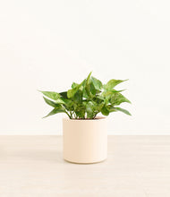 Load image into Gallery viewer, Cream*****Profile