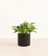 Load image into Gallery viewer, Black*****Profile