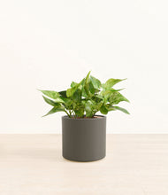 Load image into Gallery viewer, Dark Olive*****Profile