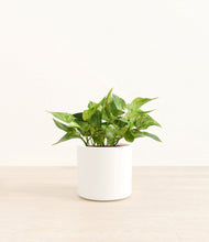 Load image into Gallery viewer, White*****Profile