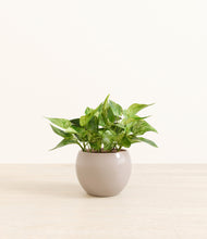 Load image into Gallery viewer, Desert Brown*****Profile