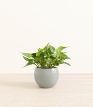 Load image into Gallery viewer, Deep Ocean*****Profile