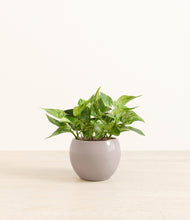 Load image into Gallery viewer, Winter Clouds*****Profile