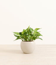 Load image into Gallery viewer, Shiny EggWhite*****Profile