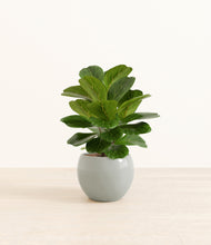 Load image into Gallery viewer, Deep Ocean*****Profile