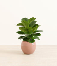 Load image into Gallery viewer, Calm Rose*****Profile