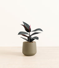 Load image into Gallery viewer, Olive*****Profile