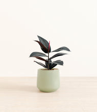 Load image into Gallery viewer, Turquoise*****Profile